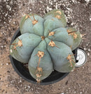 Cactus Trichocereus Peruvianus 16in Blue Glaucous TSSBP Peru