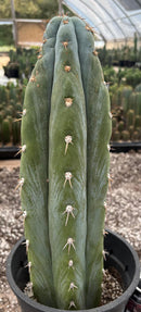 Cactus Trichocereus Peruvianus 16in Blue Glaucous TSSBP Peru