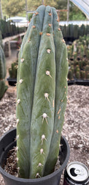 Cactus Trichocereus Peruvianus 16in Blue Glaucous TSSBP Peru