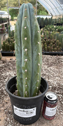 Cactus Trichocereus Peruvianus 16in Blue Glaucous TSSBP Peru