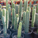 #EC29 EXACT Trichocereus Bridgesii Bargain Basic Potted Cactus 12-14"