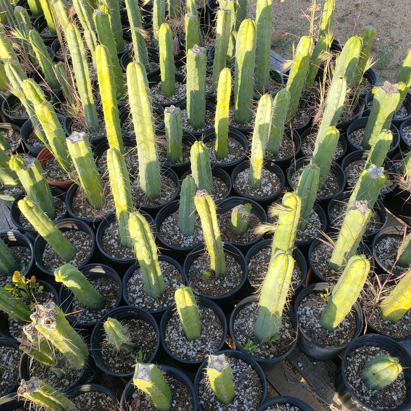 #EC29 EXACT Trichocereus Bridgesii Bargain Basic Potted Cactus 12-14"