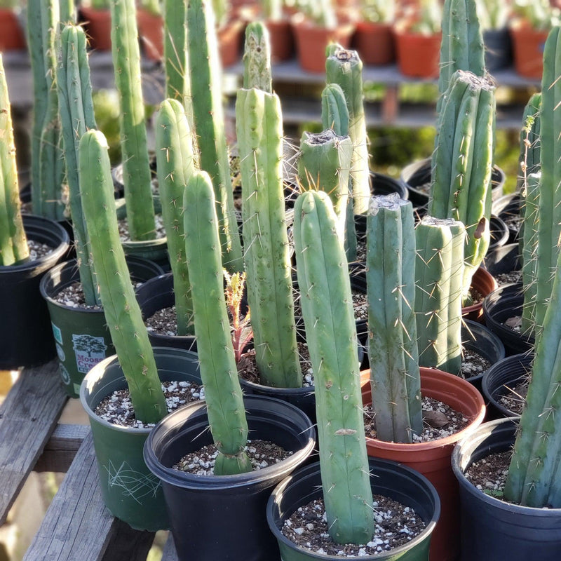 #EC29 EXACT Trichocereus Bridgesii Bargain Basic Potted Cactus 12-14"