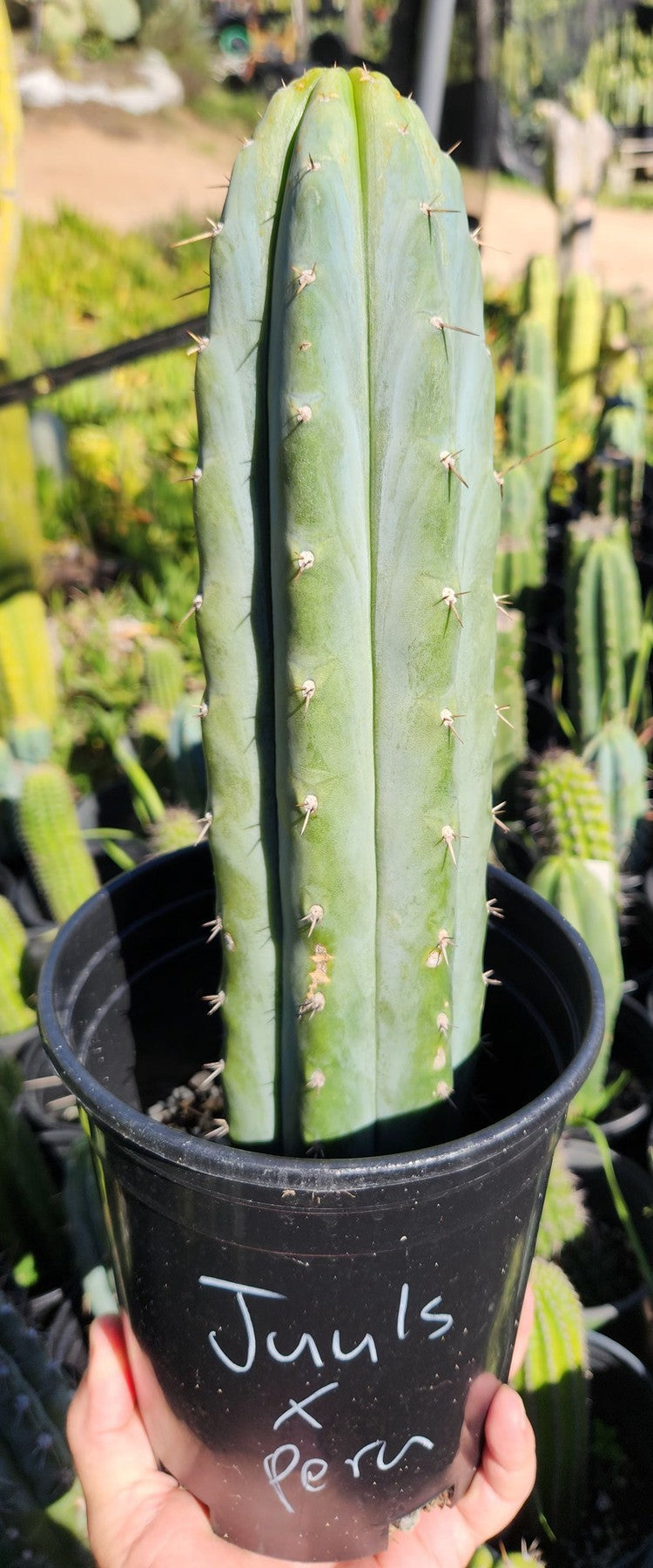 #EC290 EXACT Trichocereus Hybrid Pachanoi Juuls X Peruvianus "JP" Cactus 7-8"