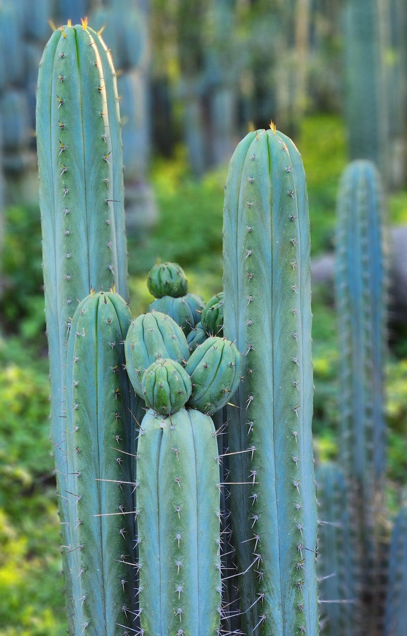 #EC290 EXACT Trichocereus Hybrid Pachanoi Juuls X Peruvianus "JP" Cactus 7-8"