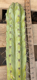 #EC291 Dan X Sharxx Blue Cactus Cutting 30”