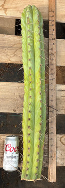 #EC291 Dan X Sharxx Blue Cactus Cutting 30”
