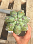 #EC291 Dan X Sharxx Blue Cactus Cutting 30”