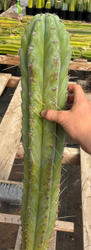 #EC291 Dan X Sharxx Blue Cactus Cutting 30”