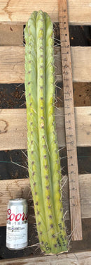 #EC291 Dan X Sharxx Blue Cactus Cutting 30”