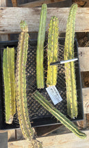 #EC292 EXACT Trichocereus Mixed Cactus cutting TLC Lot
