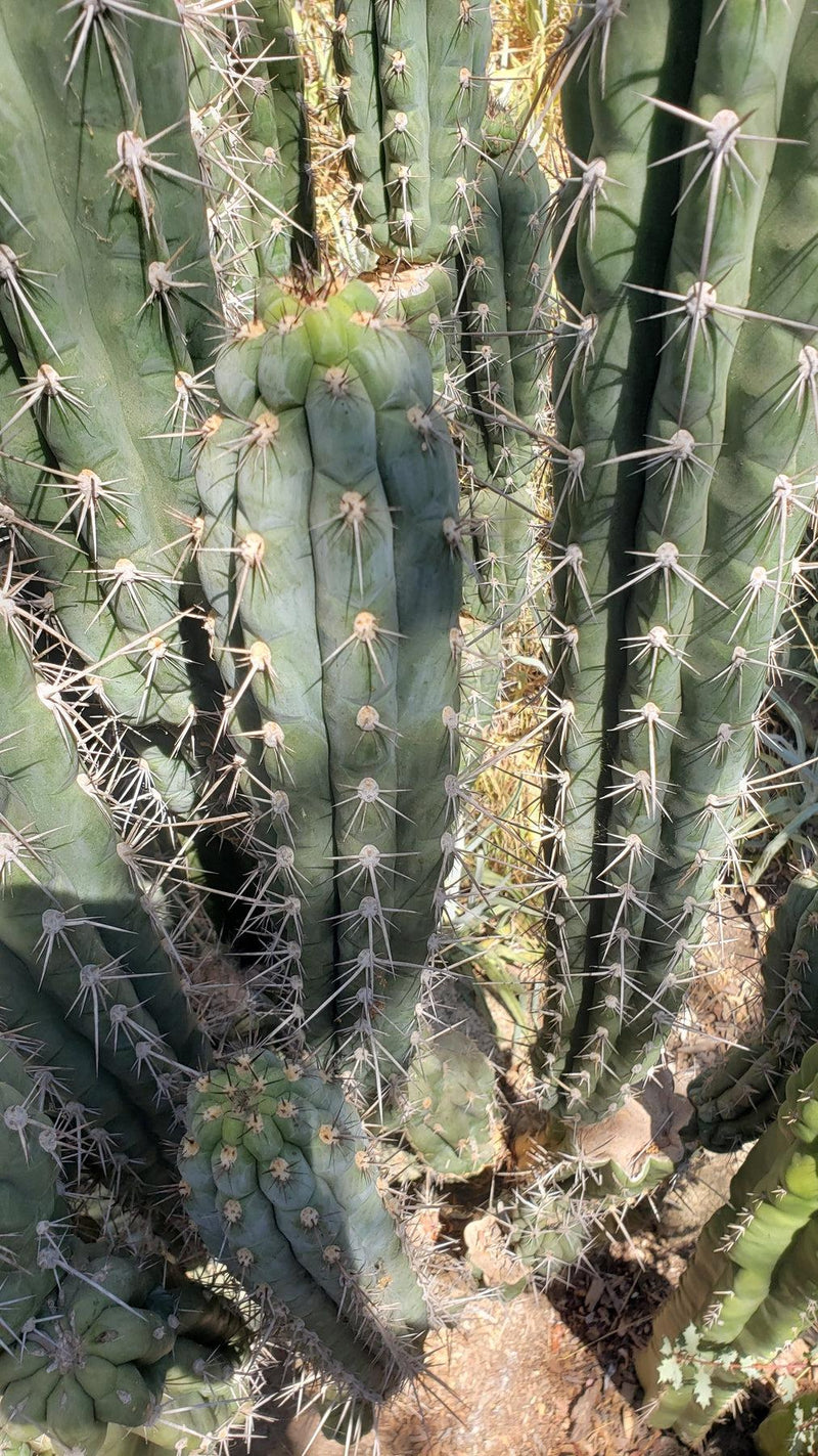 #EC30 EXACT Trichocereus Chalaensis Cactus Cutting 7-12"