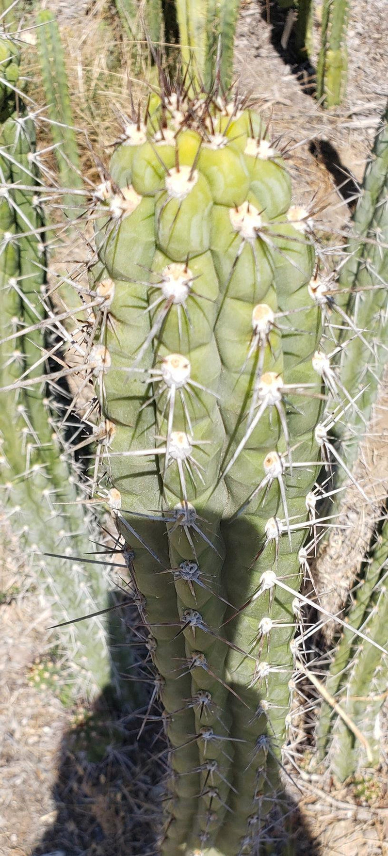 #EC30 EXACT Trichocereus Chalaensis Cactus Cutting 7-12"