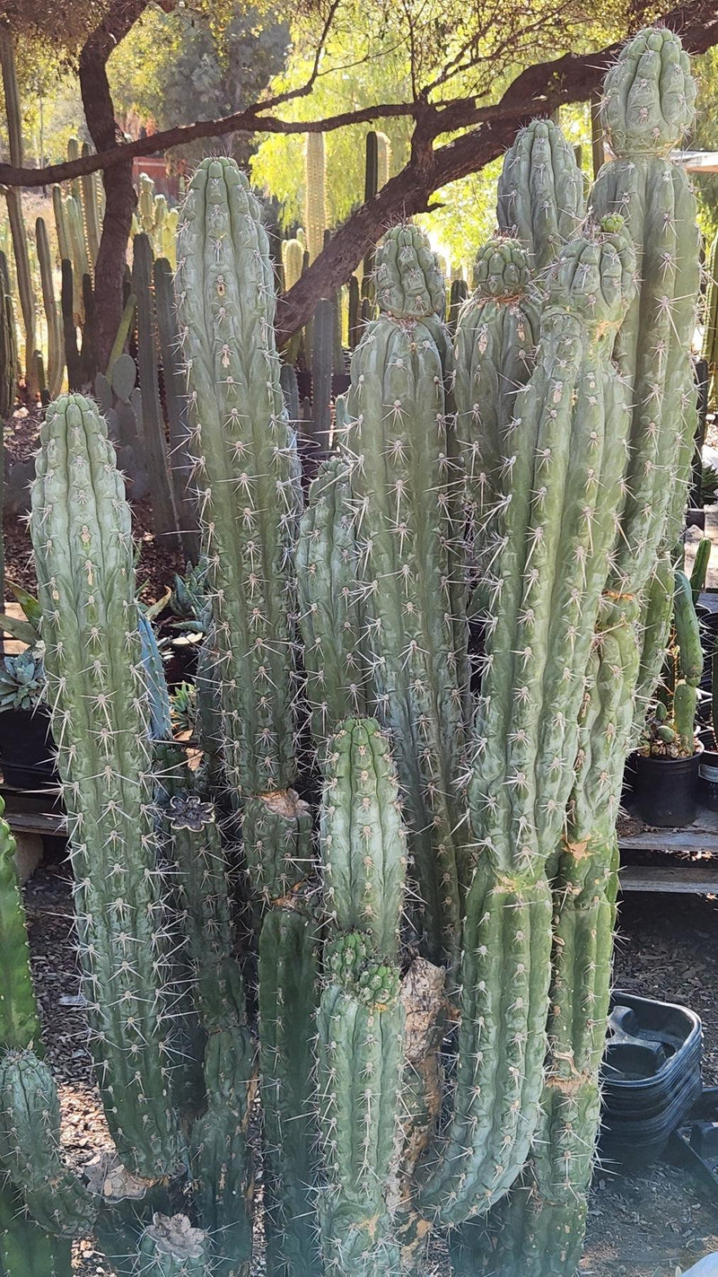 #EC30 EXACT Trichocereus Chalaensis Cactus Cutting 7-12"