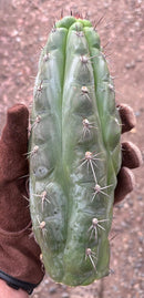 #EC30 EXACT Trichocereus Chalaensis Cactus Cutting 7-12"