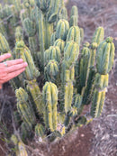 #EC309 EXACT Trichocereus Bridgesii Jiimz Pigeon Cactus Cutting 12” approx