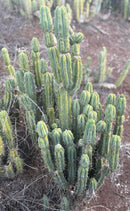 #EC309 EXACT Trichocereus Bridgesii Jiimz Pigeon Cactus Cutting 12” approx