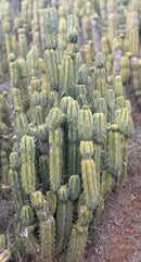 #EC309 EXACT Trichocereus Bridgesii Jiimz Pigeon Cactus Cutting 12” approx