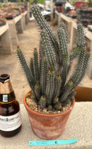 #EC311 Blaise’s EXACT Cactus & Euohorbia Potted Specimens