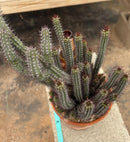 #EC311 Blaise’s EXACT Cactus & Euohorbia Potted Specimens