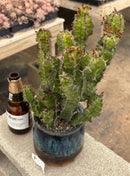 #EC311 Blaise’s EXACT Cactus & Euohorbia Potted Specimens