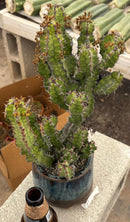 #EC311 Blaise’s EXACT Cactus & Euohorbia Potted Specimens
