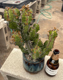 #EC311 Blaise’s EXACT Cactus & Euohorbia Potted Specimens