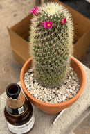 #EC311 Blaise’s EXACT Cactus & Euohorbia Potted Specimens