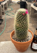 #EC311 Blaise’s EXACT Cactus & Euohorbia Potted Specimens