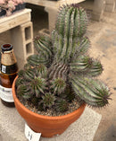 #EC311 Blaise’s EXACT Cactus & Euohorbia Potted Specimens