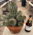 #EC311 Blaise’s EXACT Cactus & Euohorbia Potted Specimens