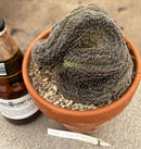 #EC311 Blaise’s EXACT Cactus & Euohorbia Potted Specimens