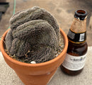 #EC311 Blaise’s EXACT Cactus & Euohorbia Potted Specimens