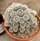 #EC311 Blaise’s EXACT Cactus & Euohorbia Potted Specimens