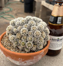 #EC311 Blaise’s EXACT Cactus & Euohorbia Potted Specimens