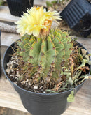 #EC311 Blaise’s EXACT Cactus & Euohorbia Potted Specimens