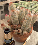 #EC311 Blaise’s EXACT Cactus & Euohorbia Potted Specimens