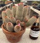 #EC311 Blaise’s EXACT Cactus & Euohorbia Potted Specimens