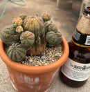 #EC311 Blaise’s EXACT Cactus & Euohorbia Potted Specimens