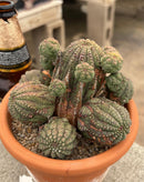 #EC311 Blaise’s EXACT Cactus & Euohorbia Potted Specimens