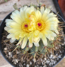 #EC311 Blaise’s EXACT Cactus & Euohorbia Potted Specimens