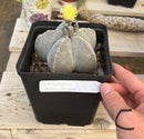 #EC311 Blaise’s EXACT Cactus & Euohorbia Potted Specimens