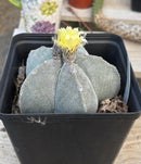 #EC311 Blaise’s EXACT Cactus & Euohorbia Potted Specimens