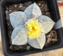 #EC311 Blaise’s EXACT Cactus & Euohorbia Potted Specimens