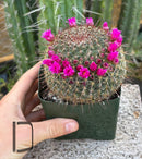 #EC311 Blaise’s EXACT Cactus & Euohorbia Potted Specimens