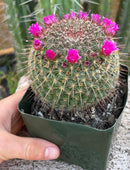 #EC311 Blaise’s EXACT Cactus & Euohorbia Potted Specimens