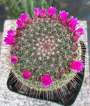 #EC311 Blaise’s EXACT Cactus & Euohorbia Potted Specimens