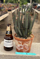 #EC311 Blaise’s EXACT Cactus & Euohorbia Potted Specimens