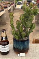 #EC311 Blaise’s EXACT Cactus & Euohorbia Potted Specimens