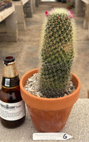 #EC311 Blaise’s EXACT Cactus & Euohorbia Potted Specimens